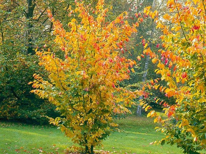 Растение Парротия персидская/Parrotia persica С7.5/Н 100 - фото 3