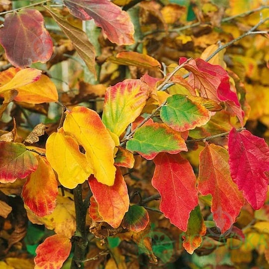 Растение Парротия персидская/Parrotia persica С7.5/Н 100 - фото 1