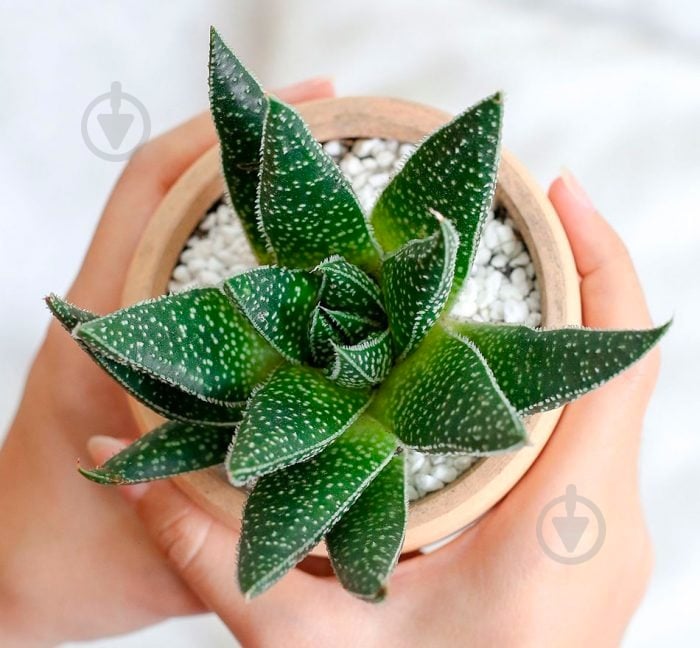 Растение Гастерия d9/h15 Tiga - фото 3