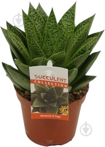Растение Гастерия d9/h15 Tiga - фото 1