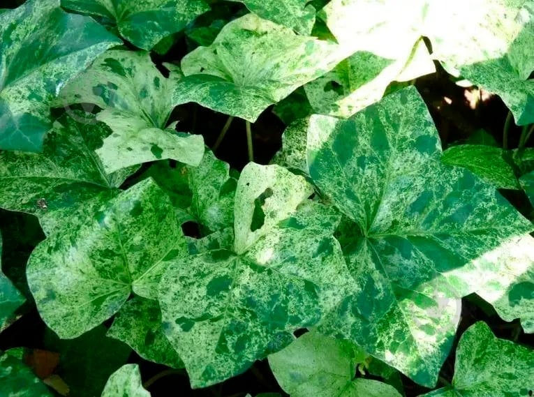 ᐉ Растение Плющ обыкновенный Профессор Сенета/ Hedera helix ...