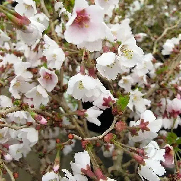 Растение Японская вишня Коджо-но-маи/Prunus incisa Kojou-no-mai'С3 - фото 2