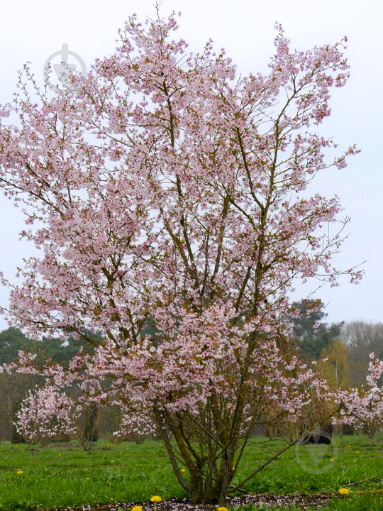 Рослина Японська вишня Мікінорі /Prunus incisa 'Mikinori' С3/ Н 20-30 - фото 1