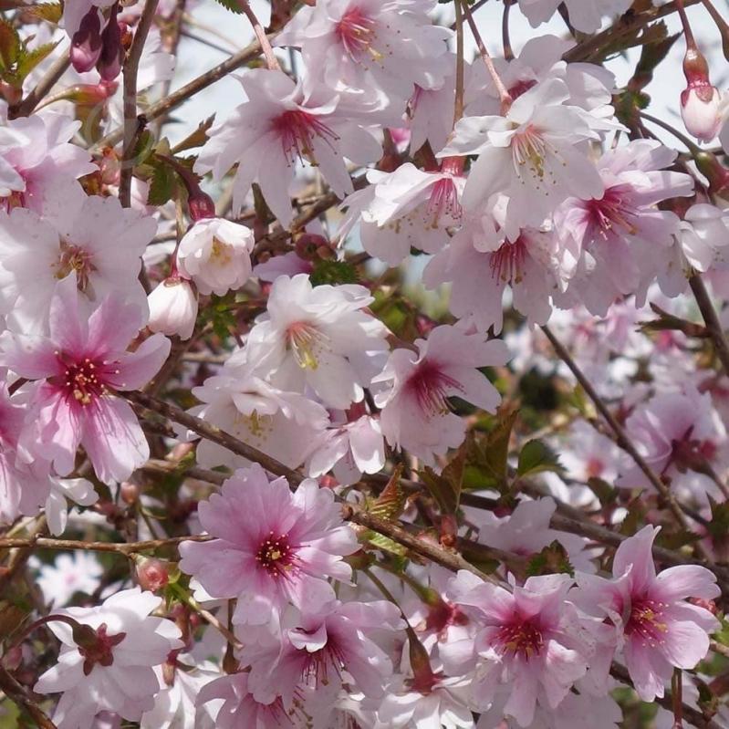 Рослина Японська вишня Мікінорі /Prunus incisa 'Mikinori' С3/ Н 20-30 - фото 2