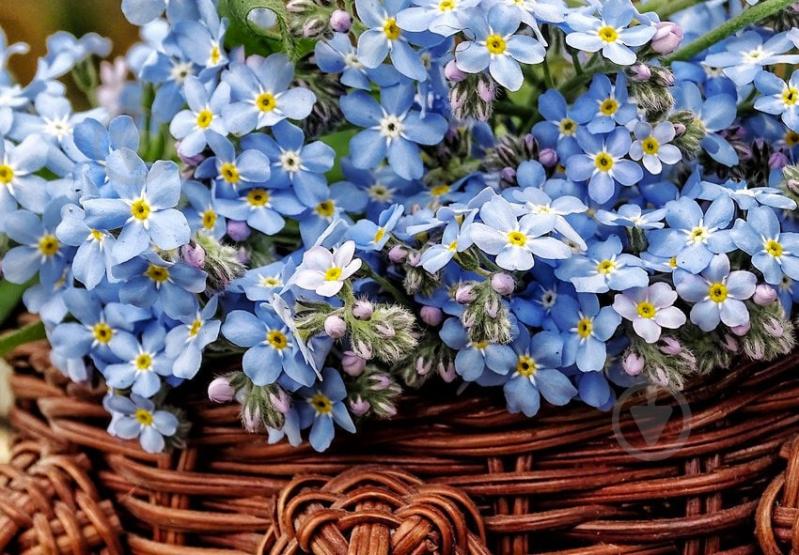 Растение Незабудка d9/h25 - фото 1 Растение Незабудка d9/h25 - фото 1