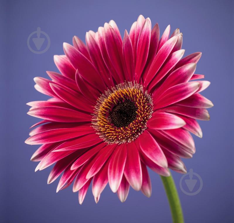 Репродукция Романтизм AF Gerbera 043 28x28 см RozenfeldArt RZF-50 - фото 1