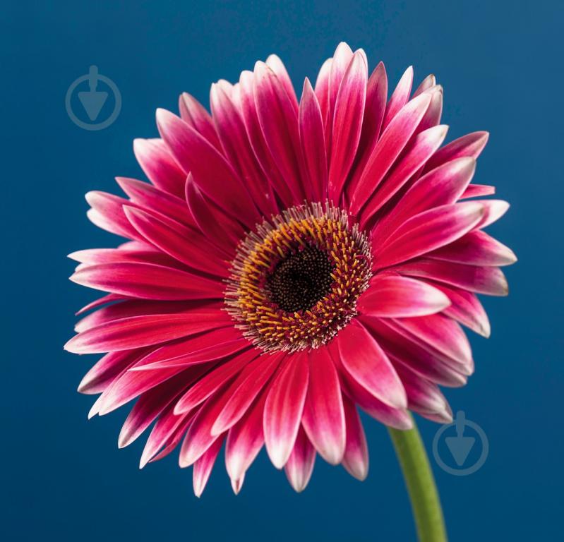 Репродукция Романтизм AF Gerbera 041 28x28 см RozenfeldArt RZF-51 - фото 1