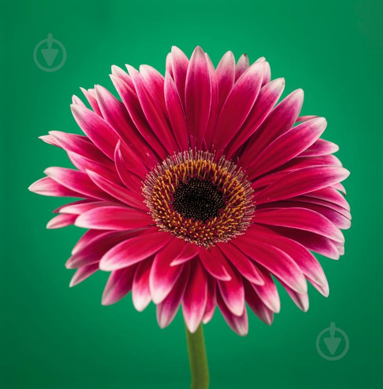 Репродукція Романтизм AF Gerbera 029 28x28 см RozenfeldArt RZF-53 - фото 1