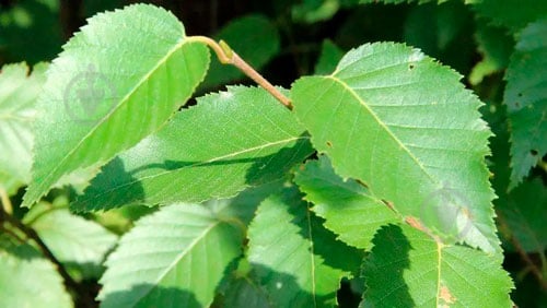 Растение Береза китайская белая Фасинашин / Betula albosinensis Fascination С7.5 / Н200-220 - фото 3