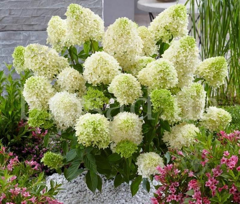 Растение Гортензия метельчатая Скайфол / Hydrangea paniculata Skyfall С3 - фото 3 Растение Гортензия метельчатая Скайфол / Hydrangea paniculata Skyfall С3 - фото 3