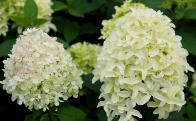 Растение Гортензия метельчатая Скайфол / Hydrangea paniculata Skyfall С3 - фото 4 Растение Гортензия метельчатая Скайфол / Hydrangea paniculata Skyfall С3 - фото 4