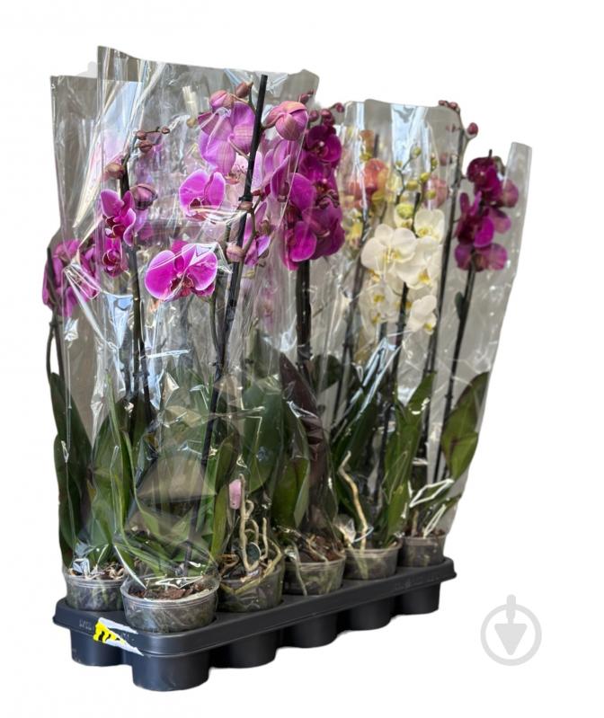 Рослина Фаленопсис 2 ст Decorum 75 см - фото 1