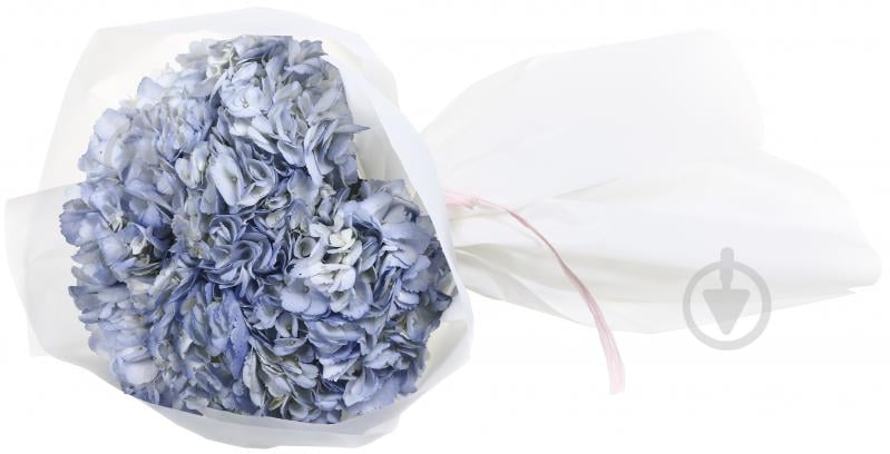 Гортензия Jumbo фиолетовый - фото 2