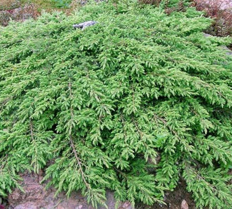 Растение Можжевельник 17х30 communis Repanda - фото 5