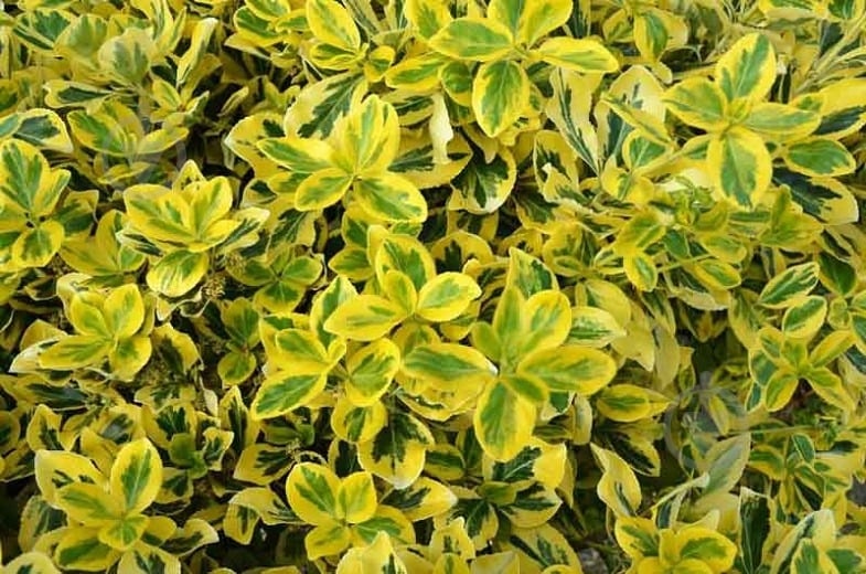 Растение Бересклет Форчуна Emeraldn Gold С2, Н30-40 - фото 1