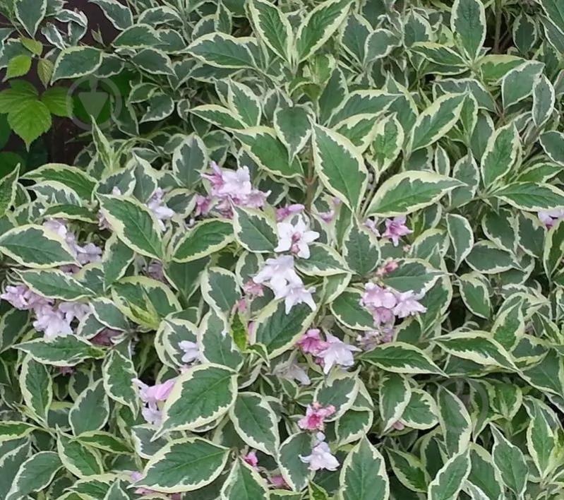 Рослина Вейгела Nana Variegata С3, Н40-50 - фото 2