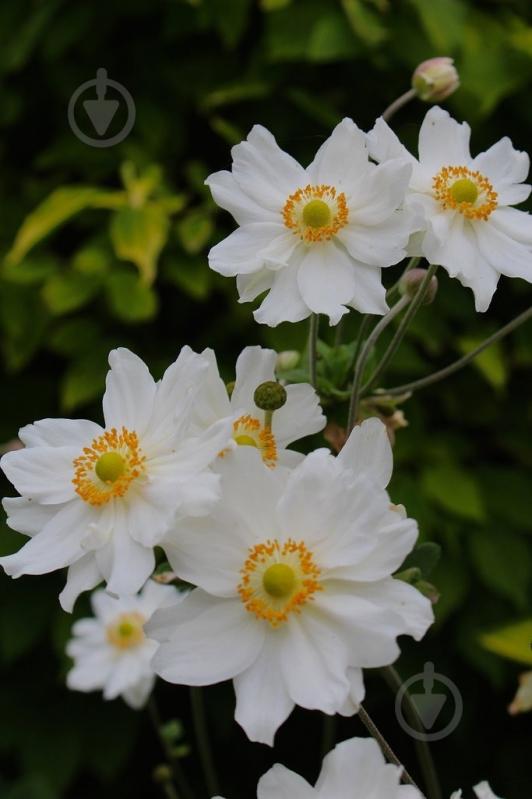 Растение Анемона гибридная Whirlwind C1,5 - фото 2