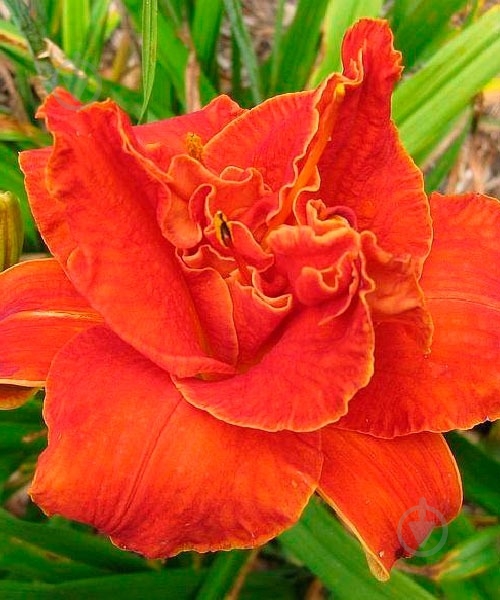 Рослина Лілійник Moses Fire C3 - фото 1