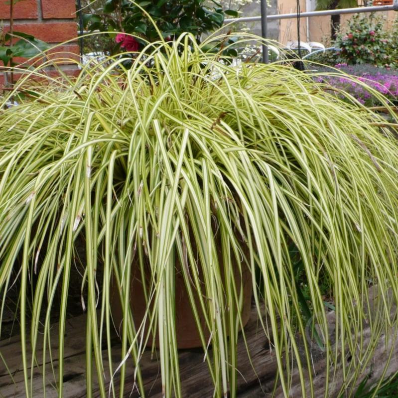 Растение Осокая охименская Evergold C2 - фото 5