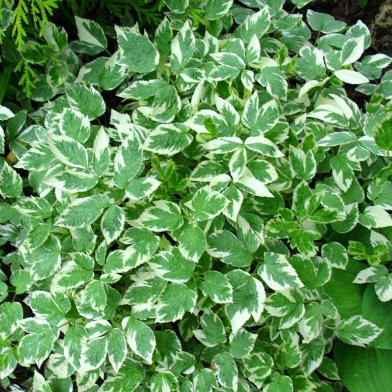 Растение Сныть обычная Variegata С2 - фото 1 Растение Сныть обычная Variegata С2 - фото 1