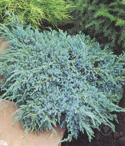Растение Можжевельник 17х30 squamata Blue Carpet - фото 2