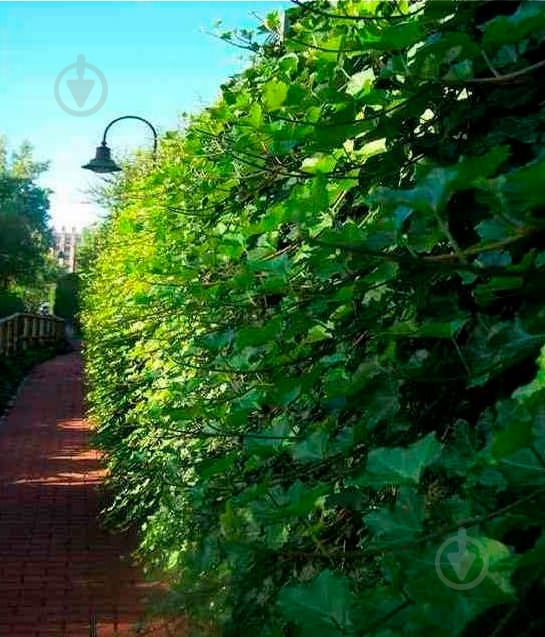Растение Хедера Гиберника d17/h75 - фото 1