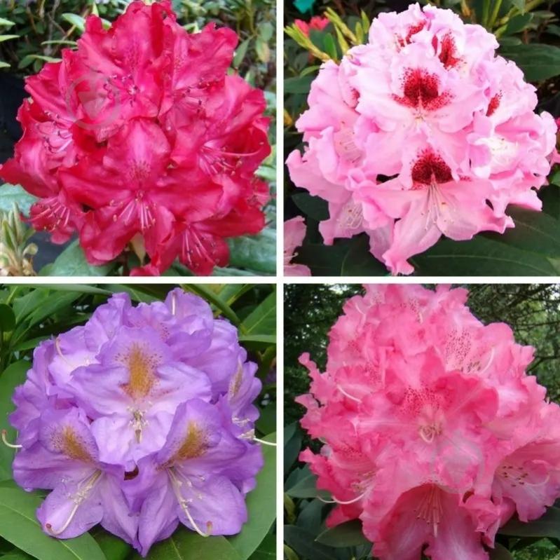 Растение Рододендрон 23х40 микс - фото 2 Растение Рододендрон 23х40 микс - фото 2