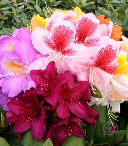 Растение Рододендрон 23х40 микс - фото 1 Растение Рододендрон 23х40 микс - фото 1