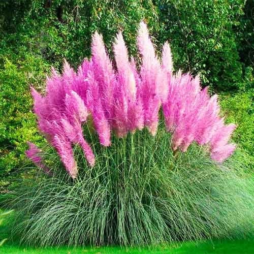 Рослина Кортадерія рожева 13х40 - фото 2