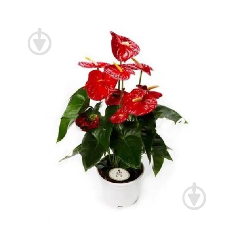 Растение Антуриум 17*55 красный Dynamite - фото 1 Растение Антуриум 17*55 красный Dynamite - фото 1