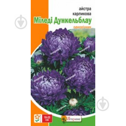 Семена Яскрава астра карликовая Миледи Дункельблау - фото 1