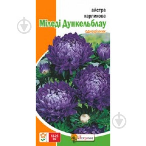 Семена Яскрава астра карликовая Миледи Дункельблау - фото 2