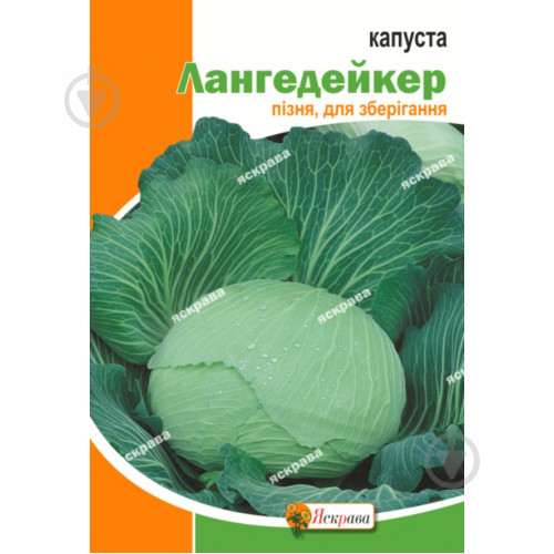 Насіння Яскрава капуста червоноголова Лангедейкер пізня - фото 1