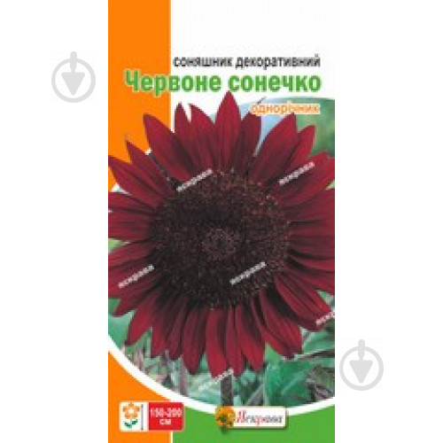 Насіння Яскрава соняшник декоративний Червоне Сонечко - фото 1