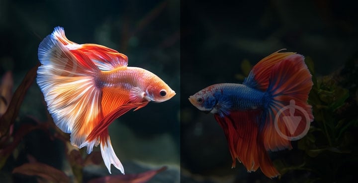 Проектор Yaber U12 (Yaber-U12) - фото 9