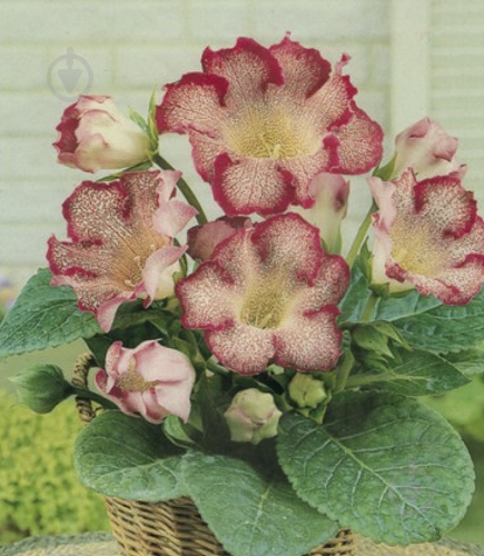 Луковица Яскрава Глоксиния Tigre Red 1 шт. - фото 1