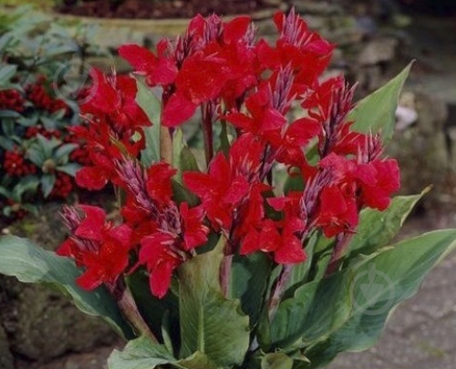 Корневище Яскрава Канна Cherry Red 1 шт. - фото 1