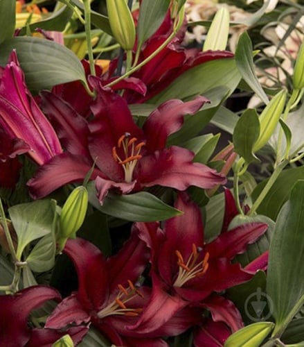 Луковица Яскрава Лилия ориентальная Scorpio 1 шт. - фото 1