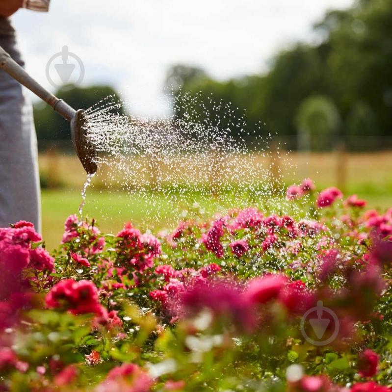 Удобрение для роз Compo 0,85 кг 1574 - фото 10