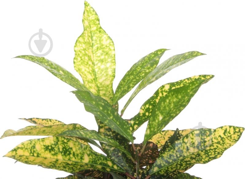 Растение Кротон 12/40 микс - фото 2