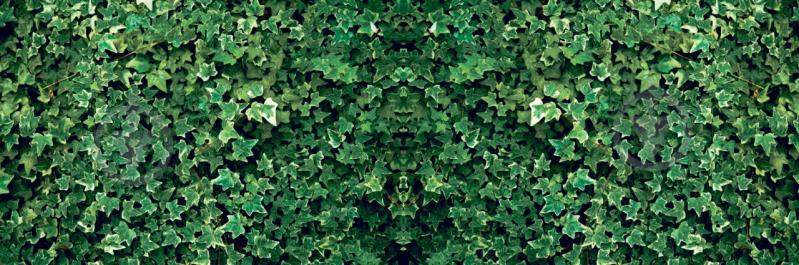 Фотосетка Зеленый плющ 300х100 см - фото 1