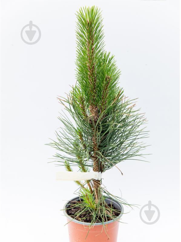 Растение Pinus nigra Fastigiata С12 - фото 1