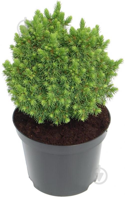 Рослина Ялина канадська Picea glauca Alberta Globe С3 - фото 1