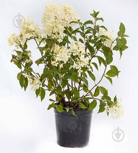 Растение Гортензия Hydrangea paniculata Phantom C7.5 - фото 1