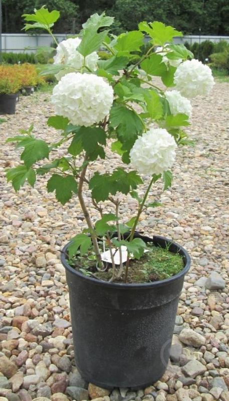 Рослина Калина Viburnum Roseum C3 Pa - фото 1