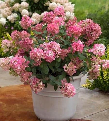 ᐉ Растение Гортензия paniculata Touch of Pink С7.5 • Купить в Киеве ...