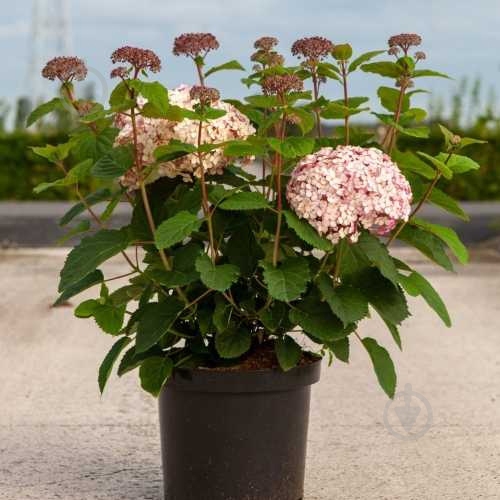 Растение Гортензия arborescens Anabelle С3 - фото 1 Растение Гортензия arborescens Anabelle С3 - фото 1