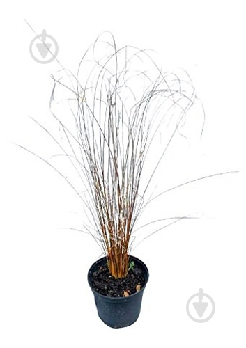 Рослина Осока / Carex buchananii Red Rooster - фото 1