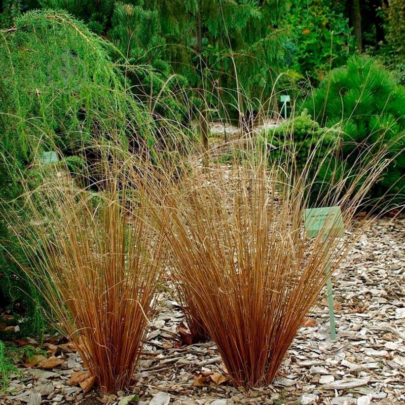 Рослина Осока / Carex buchananii Red Rooster - фото 2