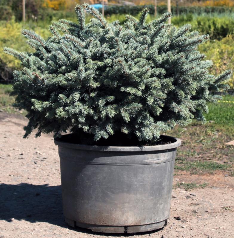 Растение Ель колючая Glauca Globosa С35 - фото 1 Растение Ель колючая Glauca Globosa С35 - фото 1